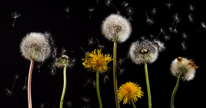 verstuivende paardenbloemen kunnen oogirritatie veroorzaken